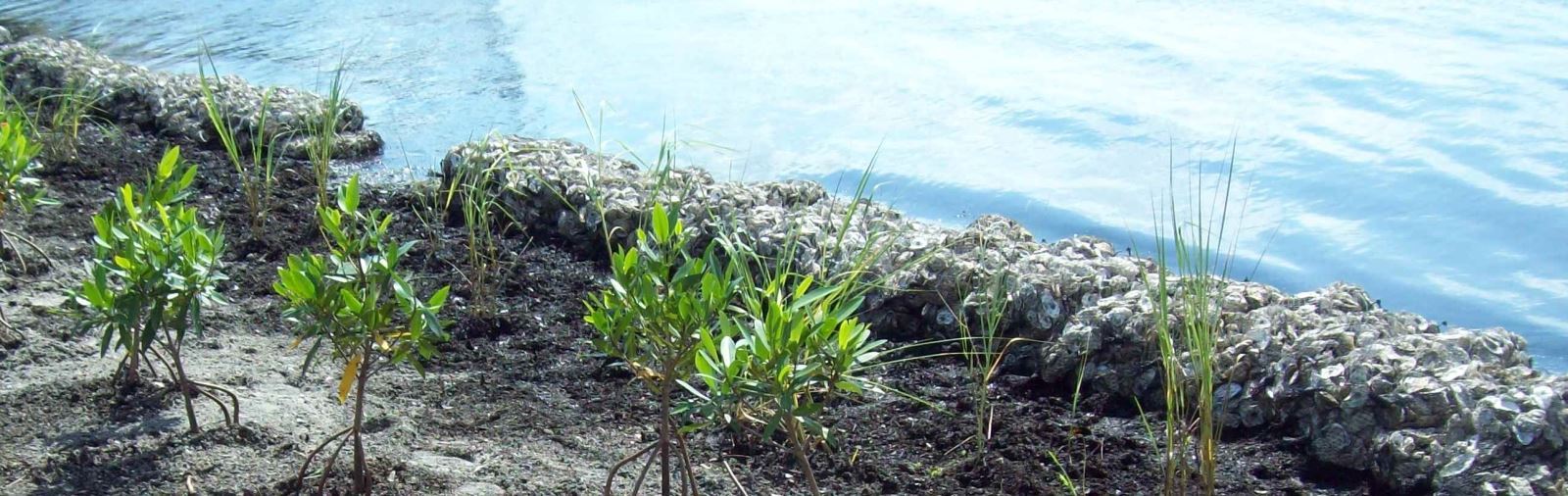 Living shoreline plants